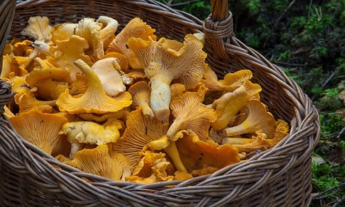 Mushroom ingredient provider Sempera Organics joins prestigious MISTA Mushroom ingredient provider Sempera Organics joins prestigious MISTA
