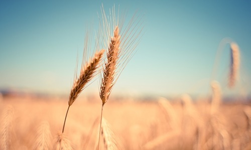Russia exits from Grain Deal; brings worldwide food security at stake
