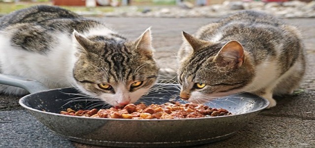 UK retailers recall cat food amid a spike in pancytopenia cases