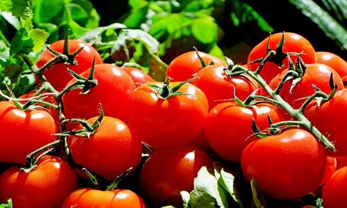 UK Scientists create gene-edited tomatoes with higher Vitamin D levels UK Scientists create gene-edited tomatoes with higher Vitamin D levels