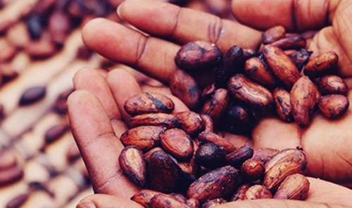 Colombia joins the league for zero-deforestation cocoa by 2020