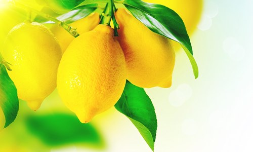 Limoneira forays into Argentinia market through a new joint venture