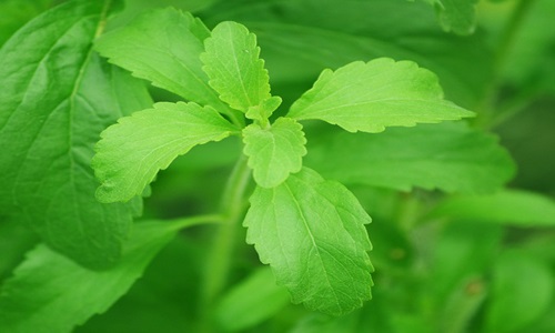 DSM & Cargill to bring EverSweetâ„¢ sweeteners to market through JV